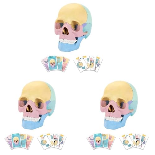 Giwnhvx 3X Anatomy Skull Model Human Anatomy Skull Puzzle Detachable Mini Human Skull Model Clinic Teaching Giwnhvx 3X Anatomy Skull Model Human Anatomy Skull Puzzle Detachable Mini Human Skull Model Clinic Teaching von Giwnhvx