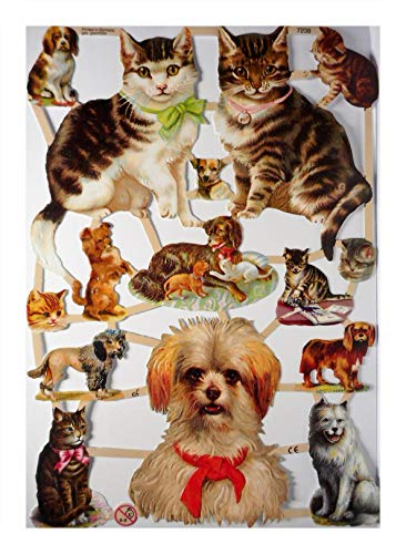 Glanzbilder EF 7238 spielende Katze Hund Welpe Cat Dog Posiebilder Deko 822 von Glanzbilder