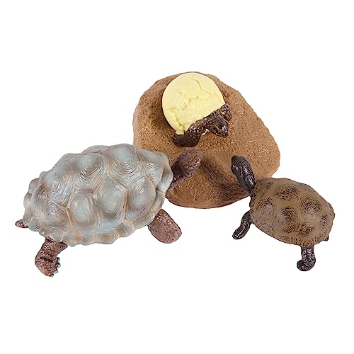 Gogogmee 1Satz Lernspielzeug Mit Lebendigen Schildkrötenfiguren Kognitives Modell Für Deko Für Wachstumszyklus Sicheres Und Leichtes Kunststoffmaterial von Gogogmee