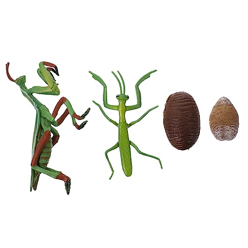 Gogogmee 1Satz Mantis Lebenszyklus Modellset Realistisches Insektenlebenszyklus für Pädagogisches Entdeckerspielzeug zur des Lernens über Insekten und Teilige Figur von Gogogmee