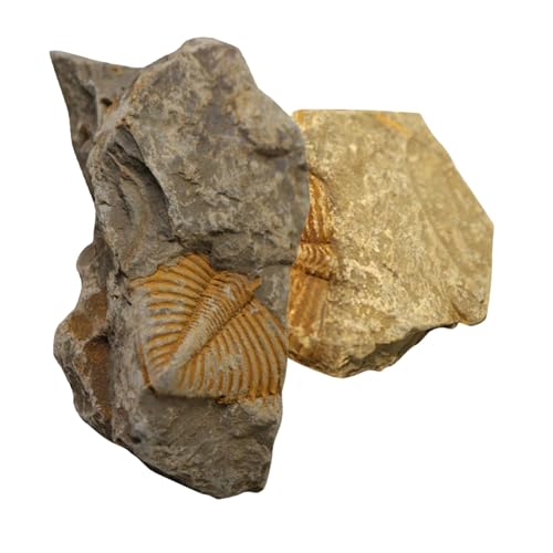 Gogogmee 2 Stück Teiliges Trilobiten Fossilien Fossile Ausgrabung Lehrmittel für Paläontologie Modell Dekoration Edukatives und Sammlerstück für Schulunterricht und Heimdeko Gogogmee 2 Stück Teiliges Trilobiten Fossilien Fossile Ausgrabung Lehrmittel für Paläontologie Modell Dekoration Edukatives und Sammlerstück für Schulunterricht und Heimdeko von Gogogmee
