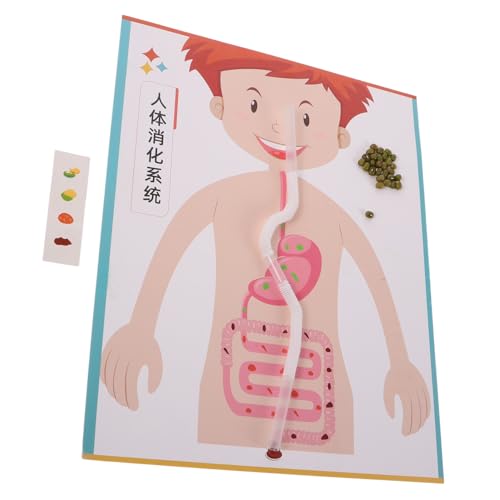 Gogogmee 4 Sätze Digestives System Modell DIY Bausatz für Lehrreiches Wissenschaftsspielzeug zur Handlungsorientierten Entdeckung des Verdauungsprozesses Fördert Feinmotorik und Gogogmee 4 Sätze Digestives System Modell DIY Bausatz für Lehrreiches Wissenschaftsspielzeug zur Handlungsorientierten Entdeckung des Verdauungsprozesses Fördert Feinmotorik und von Gogogmee