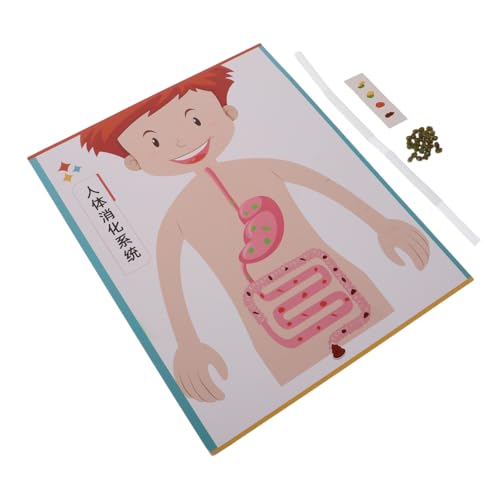 Gogogmee 4 Sätze Teiliges DIY Modell Interaktives Lernspielzeug für Realistische Struktur Fördert Feinmotorik und Kognitive Fähigkeiten Geeignet für Vorschule und Mittelschule von Gogogmee