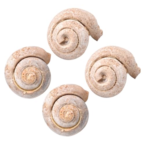 Gogogmee 4 Stück Teiliges Schnecken Exemplar Pädagogisches Paläontologie modell Glatte Oberfläche Lehrreiche Sample dekoration für Schüler Kreative Wissenschaftsornamente für Tisch und Gogogmee 4 Stück Teiliges Schnecken Exemplar Pädagogisches Paläontologie modell Glatte Oberfläche Lehrreiche Sample dekoration für Schüler Kreative Wissenschaftsornamente für Tisch und von Gogogmee