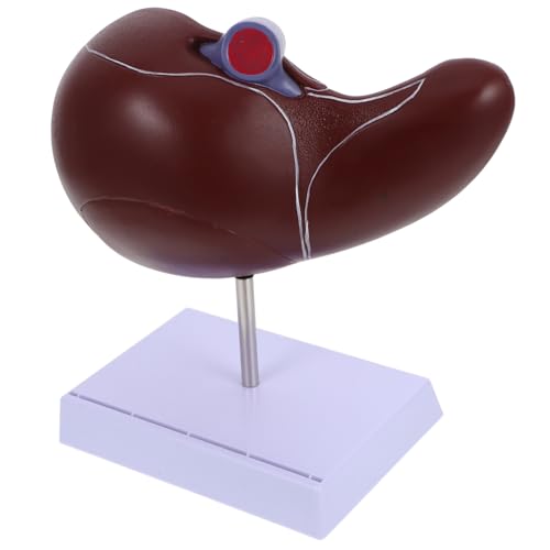 Gogogmee Anatomisches Menschliches Lebermodell mit Basis Medizinisches Lehrmodell zur Plastisches Detailreiches Organmodell für Schule und Ausbildung von Gogogmee