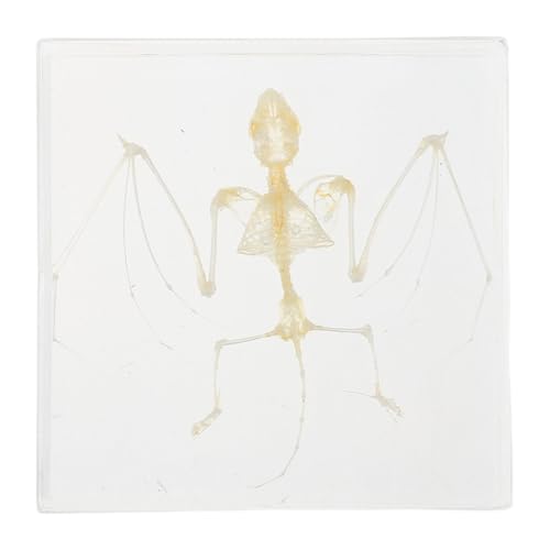 Gogogmee Handgefertigtes Tierknochen für Klassenzimmer und Halloween Dekoration Wissenschaftliche Sammlung und Bildungsdisplay Gogogmee Handgefertigtes Tierknochen für Klassenzimmer und Halloween Dekoration Wissenschaftliche Sammlung und Bildungsdisplay von Gogogmee