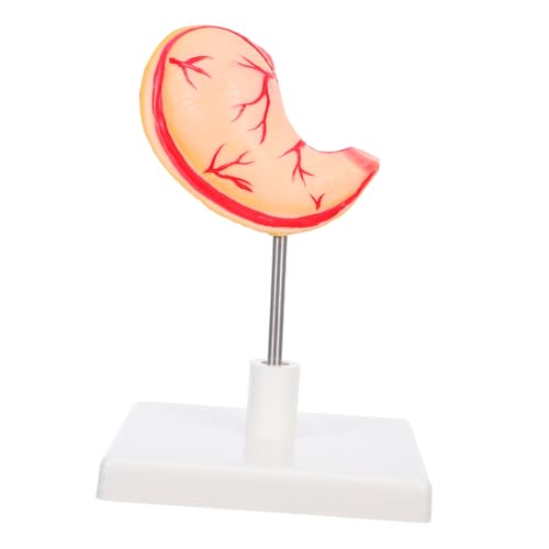 Gogogmee Human Stomach Model Stabiles Anatomisches Lehrmodell Realistische Magenstruktur Für Medizinische Ausbildung Und Klinisches Training von Gogogmee