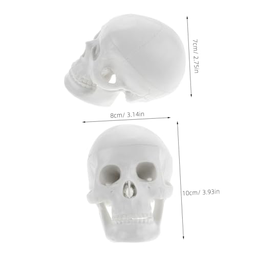 Gogogmee Kleines Menschliches Schädelmodell aus Langlebigem PVC Realistische Anatomie für Medizinische Bildung Dekoratives Skelett Modell für Schreibtisch Regal und Halloween Deko von Gogogmee
