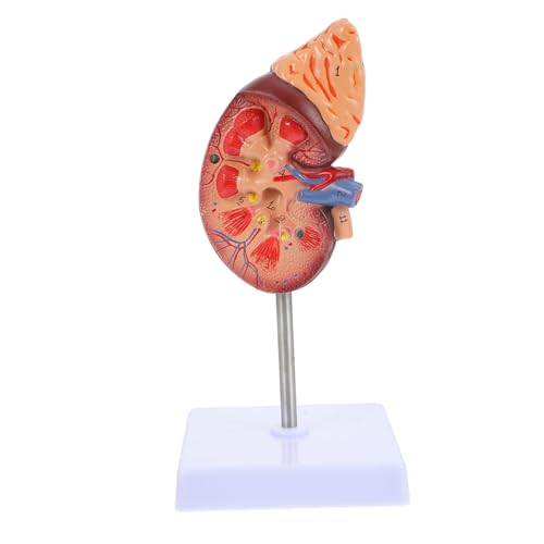 Gogogmee Nierenmodell Anatomisches Abnehmbares Schulungsmodell mit Ständer Geeignet für Biologie und Medizinunterricht Lehrmittel für Menschliche Organstruktur von Gogogmee