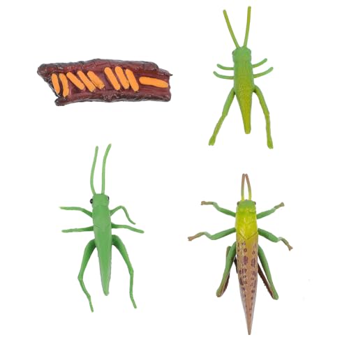 Gogogmee Realistisches Insekten lebenszyklusmodell Handbemalt mit Detailreicher Textur Pädagogisches Kreativität und Vorstellungskraft als Tischdekoration und Lernhilfe von Gogogmee