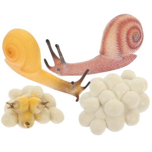 Gogogmee Snail Growth Cycle Modell Kreatives Lernspielzeug für Realistische Schnecken Wachstumszyklus Modelle Biologisches Bildungsset zur Naturwissenschaft Anschauliches Lernspielzeug für von Gogogmee