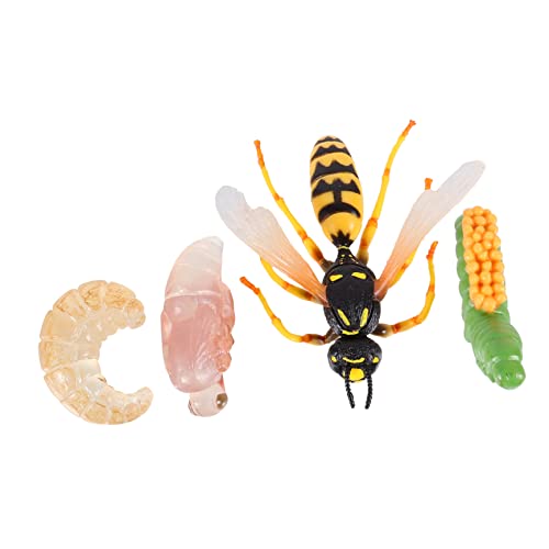 Gogogmee Teiliges Wespengroßzyklus Display Modell Pädagogisches Kinderspielzeug zur Kognitiven Leicht Tragbar Realistische Insektenfiguren für Naturerkundung und Spielerisches Lernen von Gogogmee