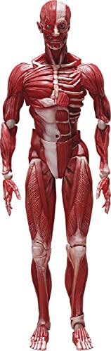 Freeing Human Anatomical Model Figma Actionfigur, Mehrfarbig von Good Smile Company