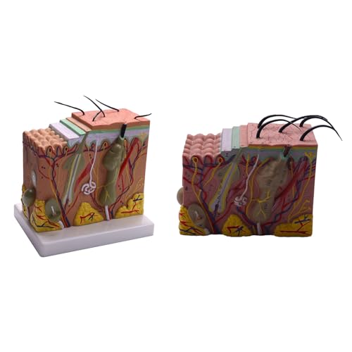 Goorvoucs 2x Hautmodell, 35X/50X Haut- und Haarstruktur vergrößern Modell Anatomisches Modell Anatomie Goorvoucs 2x Hautmodell, 35X/50X Haut- und Haarstruktur vergrößern Modell Anatomisches Modell Anatomie von Goorvoucs
