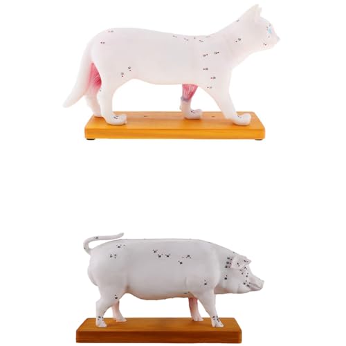 Goorvoucs Katze Katze Akupunktur Modell Professionelles Anatomisches Modell & Akupunktur Schweinemodell Tierarztakupunktur Tieranatomie Goorvoucs Katze Katze Akupunktur Modell Professionelles Anatomisches Modell & Akupunktur Schweinemodell Tierarztakupunktur Tieranatomie von Goorvoucs