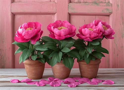 Puzzle 2000 Teile Blume Puzzle Erwachsene, Holzpuzzle Klassische Puzzles Pfingstrose Jigsaw Puzzles für Erwachsene, Clevere Rätsel Wooden Jigsaw, Geschicklichkeitsspiel für die Ganze Familie g-229 Puzzle 2000 Teile Blume Puzzle Erwachsene, Holzpuzzle Klassische Puzzles Pfingstrose Jigsaw Puzzles für Erwachsene, Clevere Rätsel Wooden Jigsaw, Geschicklichkeitsspiel für die Ganze Familie g-229 von Gooxehuu