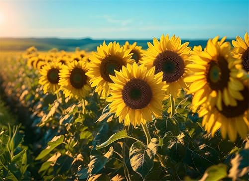 Puzzle 4000 Teile Sonnenblume Puzzle Erwachsene, Holzpuzzle Klassische Puzzles Blumen Jigsaw Puzzles für Erwachsene, Clevere Rätsel Wooden Jigsaw, Geschicklichkeitsspiel für die Ganze Familie g-445 Puzzle 4000 Teile Sonnenblume Puzzle Erwachsene, Holzpuzzle Klassische Puzzles Blumen Jigsaw Puzzles für Erwachsene, Clevere Rätsel Wooden Jigsaw, Geschicklichkeitsspiel für die Ganze Familie g-445 von Gooxehuu