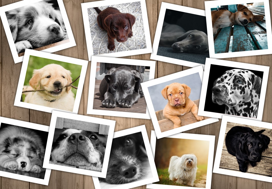 Grafika Kids Hunde 12 Teile Puzzle Grafika-F-31366 Grafika Kids Hunde 12 Teile Puzzle Grafika-F-31366 von Grafika Kids