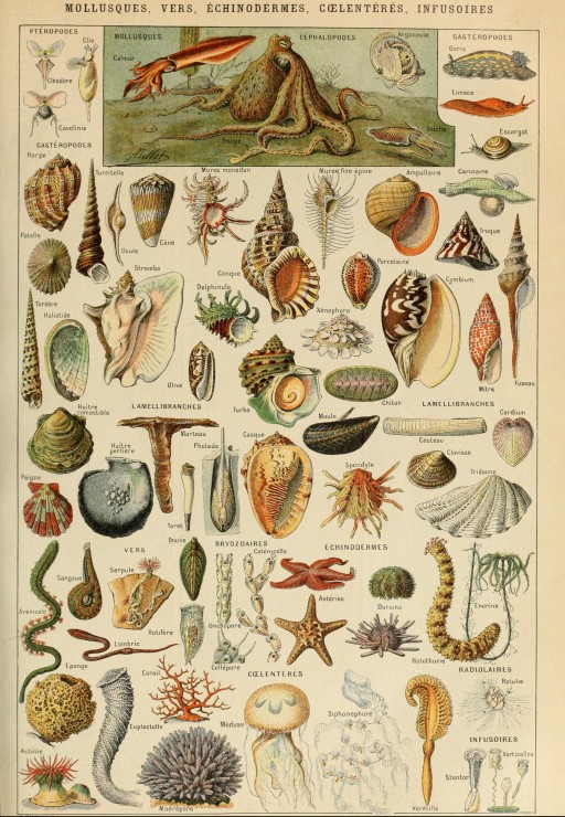 Grafika Abbildung aus dem Larousse pour Tous : Mollusken, 19. Jahrhundert 1000 Teile Puzzle Grafika-F-33744 von Grafika