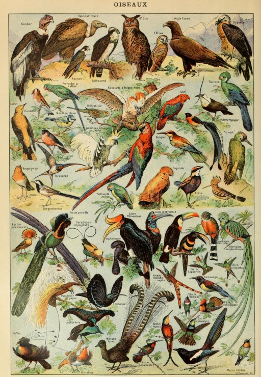 Grafika Abbildung aus dem Larousse pour Tous : Vögel, 19. Jahrhundert 1000 Teile Puzzle Grafika-F-33738 Grafika Abbildung aus dem Larousse pour Tous : Vögel, 19. Jahrhundert 1000 Teile Puzzle Grafika-F-33738 von Grafika