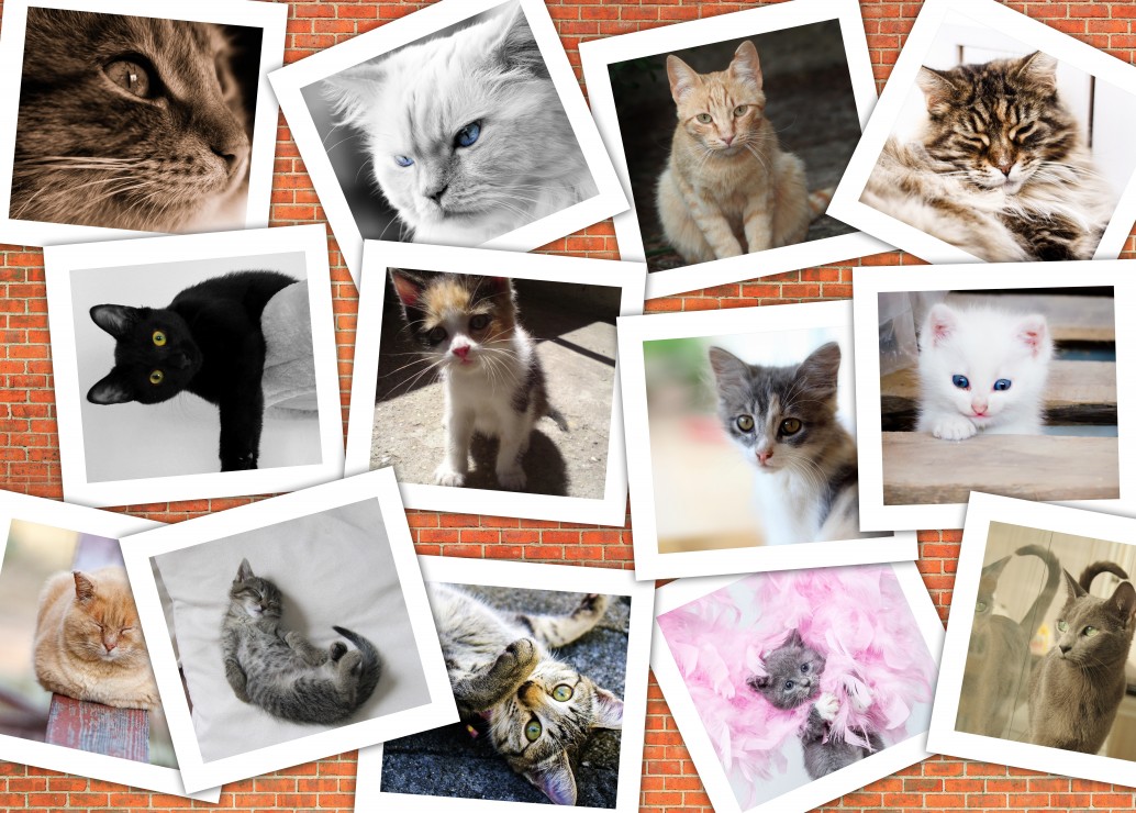 Grafika Collage - Chats 300 Teile Puzzle Grafika-F-32637 Grafika Collage - Chats 300 Teile Puzzle Grafika-F-32637 von Grafika
