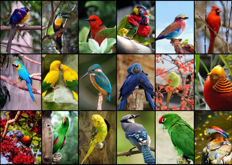 Grafika Collage - Die schönsten Vögel der Welt 1500 Teile Puzzle Grafika-F-30101 von Grafika