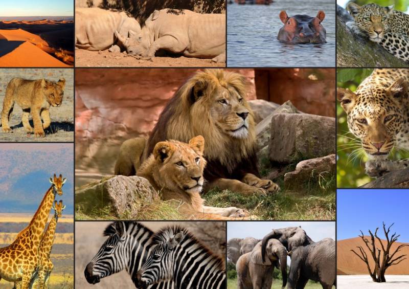 Grafika Collage - Wildlife 1500 Teile Puzzle Grafika-F-30026 von Grafika