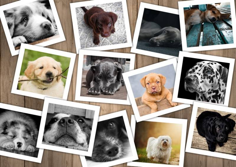 Grafika Hunde 1500 Teile Puzzle Grafika-T-00379 von Grafika