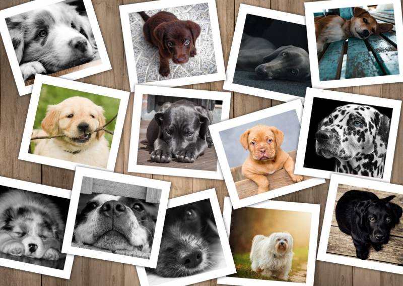Grafika Hunde 2000 Teile Puzzle Grafika-T-00378 von Grafika