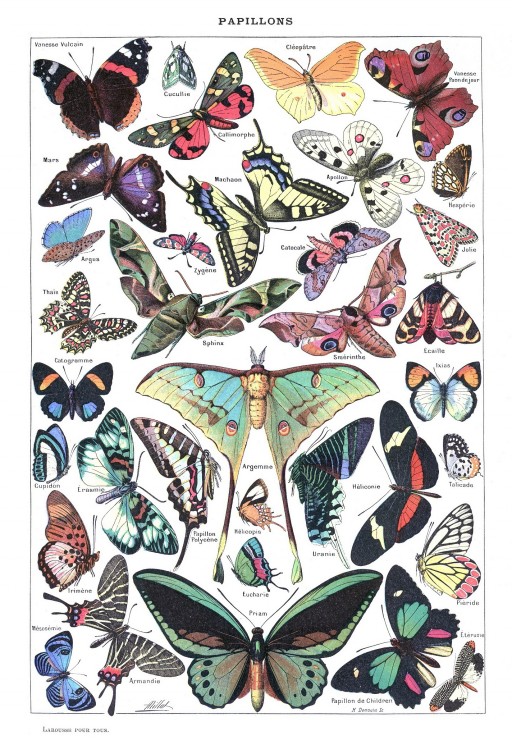 Grafika Illustration aus dem Larousse pour Tous : Schmetterlinge, 1907-1910 1000 Teile Puzzle Grafika-F-33733 Grafika Illustration aus dem Larousse pour Tous : Schmetterlinge, 1907-1910 1000 Teile Puzzle Grafika-F-33733 von Grafika