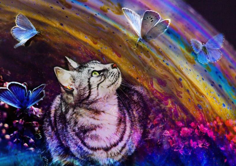 Grafika Katze und Schmetterlinge 1500 Teile Puzzle Grafika-T-00856 von Grafika
