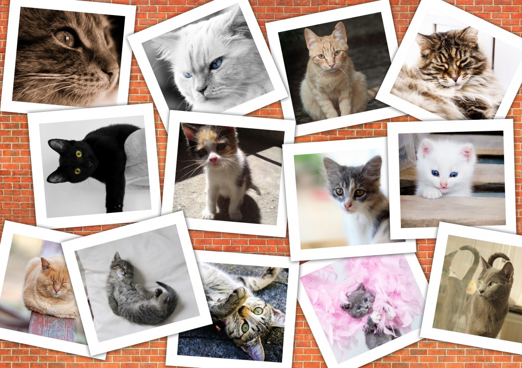 Grafika Katzen 1500 Teile Puzzle Grafika-T-00382 Grafika Katzen 1500 Teile Puzzle Grafika-T-00382 von Grafika