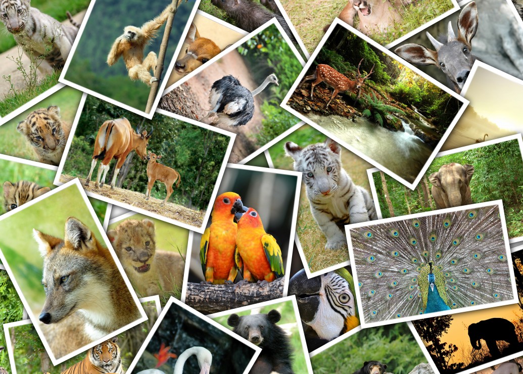 Grafika Promenade au Zoo 500 Teile Puzzle Grafika-F-33393 Grafika Promenade au Zoo 500 Teile Puzzle Grafika-F-33393 von Grafika