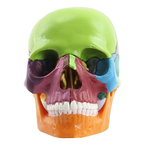 Gramigg Medizinisches Schädelmodell Menschliches Schädelmodell Für Anatomie Explodierte Schädelmodell Anatomie Schädelmodell Menschlicher Anatomischer Schädel Gramigg Medizinisches Schädelmodell Menschliches Schädelmodell Für Anatomie Explodierte Schädelmodell Anatomie Schädelmodell Menschlicher Anatomischer Schädel von Gramigg