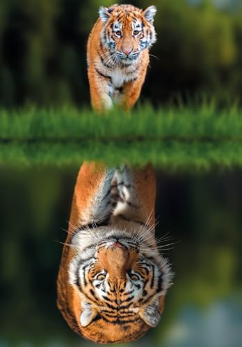 PuzzlEscapes "Tiger Reflections" 1000 Teile | Great British Jigsaws | Kleinserien hergestellt | Nachhaltige Puzzles PuzzlEscapes "Tiger Reflections" 1000 Teile | Great British Jigsaws | Kleinserien hergestellt | Nachhaltige Puzzles von Great British Jigsaws