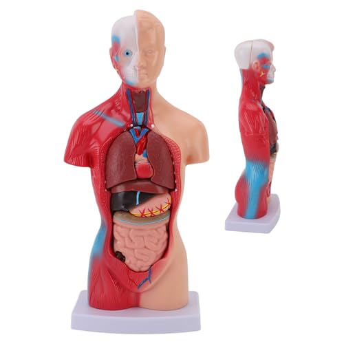 Kleines Menschliches Körpermodell für Anatomiestudie, 15 Abnehmbare Teile Bildungsgebäude mit Inneren Organen, 11 -Zoll -DIY -Versammlung Anatomie -Modell für Schüler, Lehrer, von Gugxiom