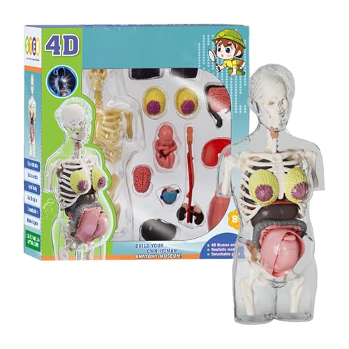 Human Body Model, Pregnancy Body Models, Anatomical Assembly Kit with Removable Parts, Poseable Anatomy Figure, Educational Science Learning Tool, Perfect for Classroom, School, Home von Gvblkq
