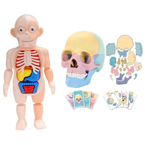 Gvvsjgdbis Anatomie Schädel Modell Menschliche Anatomie Schädel Puzzle Menschliches Organmodell Abnehmbares Mini Menschliches Medizinisches Schädelmodell Gvvsjgdbis Anatomie Schädel Modell Menschliche Anatomie Schädel Puzzle Menschliches Organmodell Abnehmbares Mini Menschliches Medizinisches Schädelmodell von Gvvsjgdbis