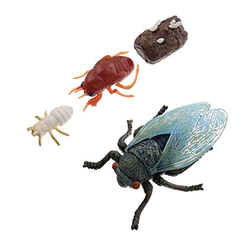 HANABASS 1 Satz Simulationsmodellen des Cicada Wachstumszyklus Pädagogisches für Naturwissenschaften und Kreativität von HANABASS