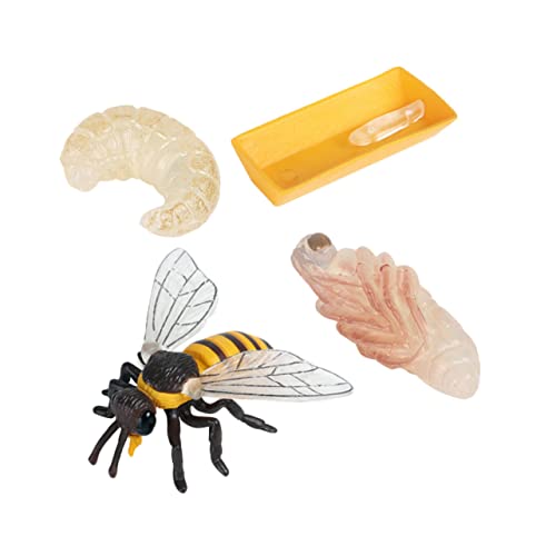 HANABASS 1Satz Bienenwachstumszyklus Modelle Pädagogisches für Kognitive Entwicklung mit Lebhaften Bienen Display Modellen Lernspielzeug für Lebenszyklus von HANABASS