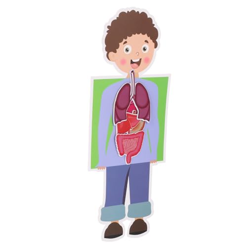 HANABASS 2Sätze DIY Modell Eines Menschlichen Organs für Lernspielzeug zur des Verständnisses des Menschlichen Körpers für Wissenschaftliche Projekte HANABASS 2Sätze DIY Modell Eines Menschlichen Organs für Lernspielzeug zur des Verständnisses des Menschlichen Körpers für Wissenschaftliche Projekte von HANABASS