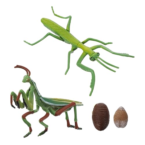 HANABASS Realistisches Gottesanbeterin Lebenszyklus Modell aus Pädagogisches Insekten Naturwissenschaftliche Lernhilfe Detailreiche Nachbildung des Wachstumsstadiums für Unterricht und von HANABASS