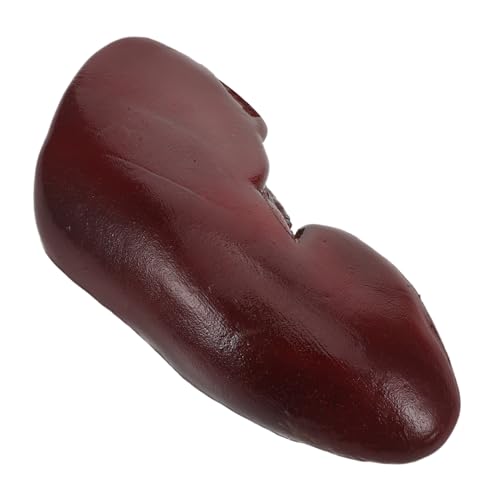 HANABASS Realistisches Halloween Fake Kidney für Cosplay und Gruseldekorationen Langlebiges Täuschend Echtes Organmodell für Halloween-Partys und Scherzartikel HANABASS Realistisches Halloween Fake Kidney für Cosplay und Gruseldekorationen Langlebiges Täuschend Echtes Organmodell für Halloween-Partys und Scherzartikel von HANABASS