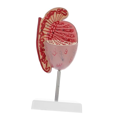 HAWILLOSCH Anatomisches Modell Männlicher Geschlechtsorgane Vergrößertes Dissectionsmodell für Schule Ausbildung Material Realistische Details Einfach zu Bedienen für Lehrer Studenten von HAWILLOSCH