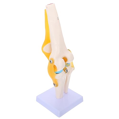 HAWILLOSCH Lebensgröße Anatomisches Simulationsmodell für Medizinische Lehre Demonstriert Flexion Extension Rotation für Unterricht Ausbildung HAWILLOSCH Lebensgröße Anatomisches Simulationsmodell für Medizinische Lehre Demonstriert Flexion Extension Rotation für Unterricht Ausbildung von HAWILLOSCH