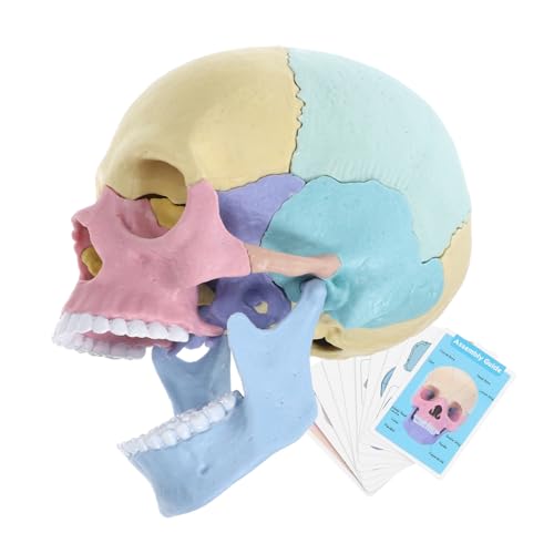 HAWILLOSCH Modell Medizinischer Lehrmittel Schädelmodell Abnehmbares Farbige Menschen Schädel Modell 4d Anatomisches Schädel Modell Für Den Unterricht Stem Lernspielzeug Für Anatomie Lehrmittel von HAWILLOSCH