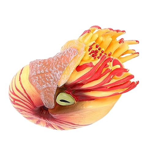 HAWILLOSCH Simulation Nautilus Modell Nautilus Meerestier Deko Realistisches Tierspielzeug für Aquarium Ornamente für Fischtanks Lernspielzeug mit Lebhaften Details HAWILLOSCH Simulation Nautilus Modell Nautilus Meerestier Deko Realistisches Tierspielzeug für Aquarium Ornamente für Fischtanks Lernspielzeug mit Lebhaften Details von HAWILLOSCH