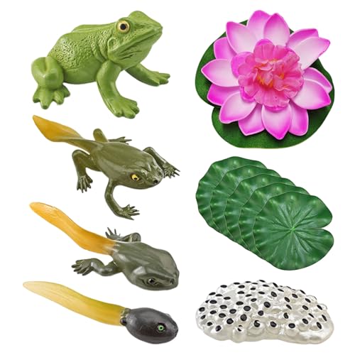 HDGSAFD 5-teiliges Frosch-Lebenszyklus-Modell mit 1 Lotusblatt-Modell und 1 Lotusblüten-Modell, Frosch-Wachstumszyklus-Spielzeug, Simulations-Tiermodell, pädagogisches Lehrmittel HDGSAFD 5-teiliges Frosch-Lebenszyklus-Modell mit 1 Lotusblatt-Modell und 1 Lotusblüten-Modell, Frosch-Wachstumszyklus-Spielzeug, Simulations-Tiermodell, pädagogisches Lehrmittel von HDGSAFD