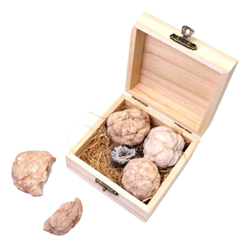 HEALEEP 1 Schachtel Edelsteine Grab für Kit mit Rohsteinen Lehrreiches Mineralien Sammelset für Entdeckung von Kristallen und Edelsteinen HEALEEP 1 Schachtel Edelsteine Grab für Kit mit Rohsteinen Lehrreiches Mineralien Sammelset für Entdeckung von Kristallen und Edelsteinen von HEALEEP