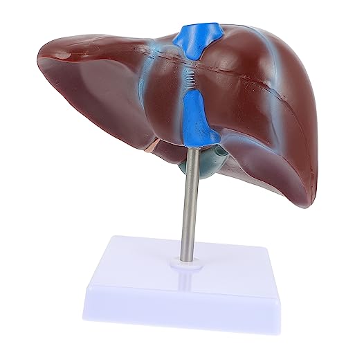 HEALEEP 1 Stück Anatomisches Lebermodell für Medizinische Ausbildung Lebermodell mit Stabilem Sockel für Schule Universität Langlebig Anschaulich zur Darstellung Leberstruktur HEALEEP 1 Stück Anatomisches Lebermodell für Medizinische Ausbildung Lebermodell mit Stabilem Sockel für Schule Universität Langlebig Anschaulich zur Darstellung Leberstruktur von HEALEEP